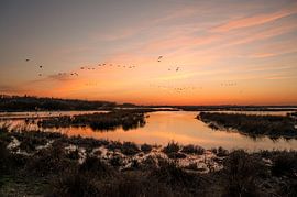 Coucher de soleil sur le Zuidlaardermeer avec un vol d'oies sur Kok and Kok