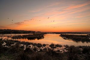 Zonsondergang Zuidlaardermeer met vlucht ganzen