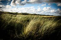 Wuivend duingras in de duinen | Callantsoog ,Nederland | Natuur- en Landschapsfotografie van Diana van Neck Photography thumbnail