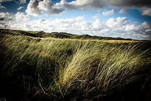 Callantsoog | Wuivend duingras | Natuurfotografie