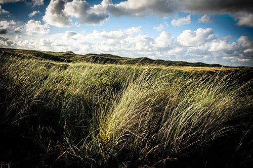 Wuivend duingras in de duinen | Callantsoog ,Nederland | Natuur- en Landschapsfotografie