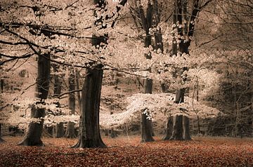 Des arbres avec des feuilles en guise de coton sur Rob Visser