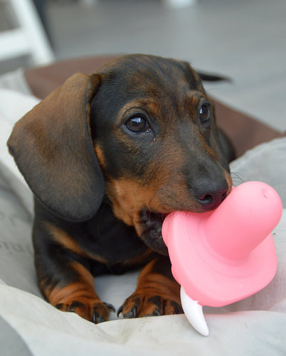 Puppie
