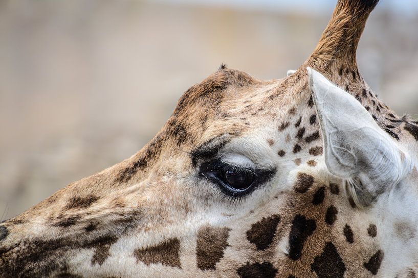 Close-up van een Giraffe by Lisanne Bosch