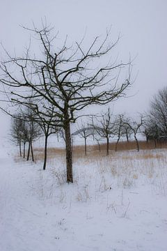 Silhouette d'hiver sur Ingrid de Vos - Boom