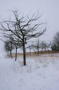 Winter silhouette by Ingrid de Vos - Boom thumbnail