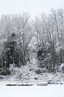 Eikenbomen in de sneeuw