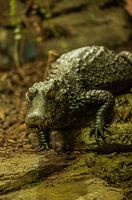 Crocodile 1