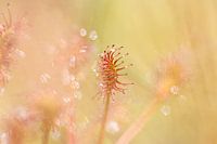 Small sundew
