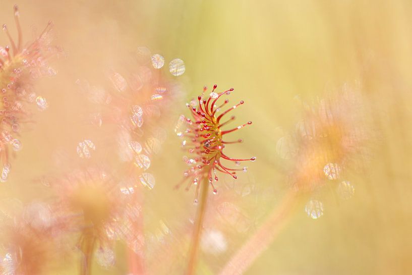Small sundew by Antoine Deleij