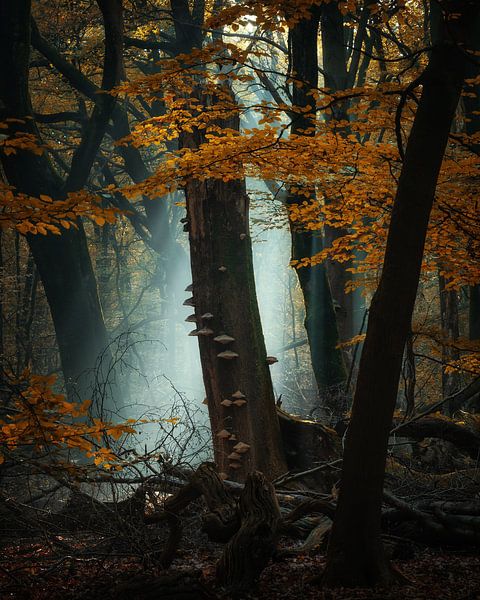 More mess von Martin Podt