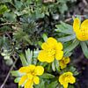 Die ersten Blumen im emsländischen Garten sur Bianca Meyering Fotos - BMF