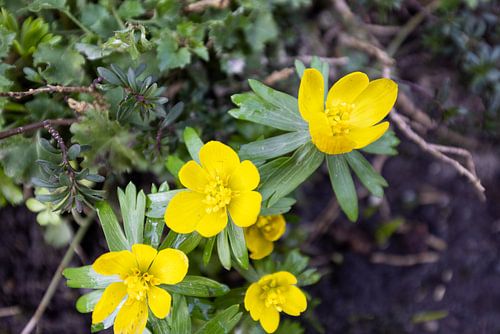 Die ersten Blumen im emsländischen Garten