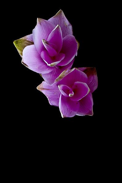 Paarse bloemen met zwarte achtergond van Doris van Meggelen