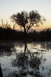 Boom / Tree, Hlane, Swaziland, Zuid-Afrika