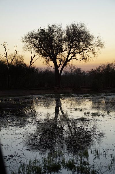 Boom / Tree, Hlane, Swaziland, Zuid-Afrika by Maurits Bredius