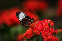 Tropische vlinder