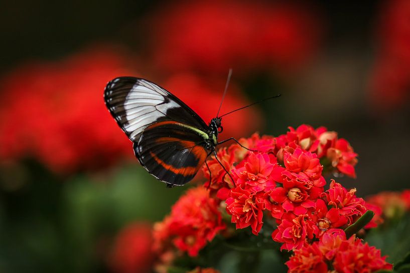 Tropische vlinder von Martin Smit
