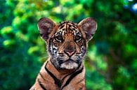Tigre, Thaïlande par Giovanni della Primavera Aperçu