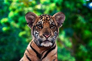 Junge Tiger im Thailand Asian von Giovanni della Primavera