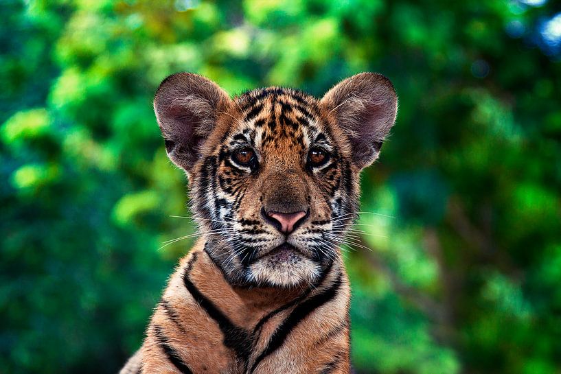 Tigre, Thaïlande par Giovanni della Primavera