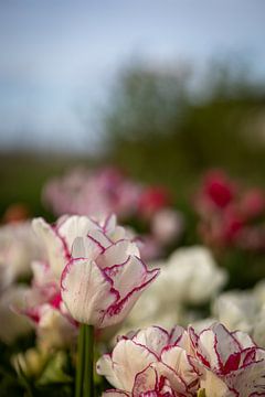 Witte tulp met rode rand aan het bloemblad van Renate Pit - du Pont