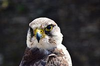 Eagle Eye