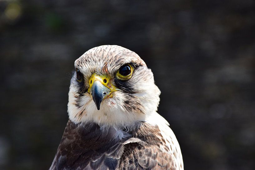 Oeil d'aigle par Ingrid de Vos - Boom