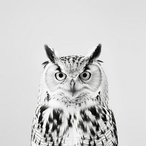 Eule - Schwarzweißfotografie