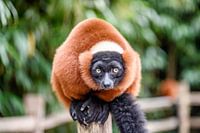 Rode Lemur