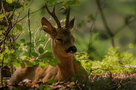roebuck lying under the bushes by miranda tijssen