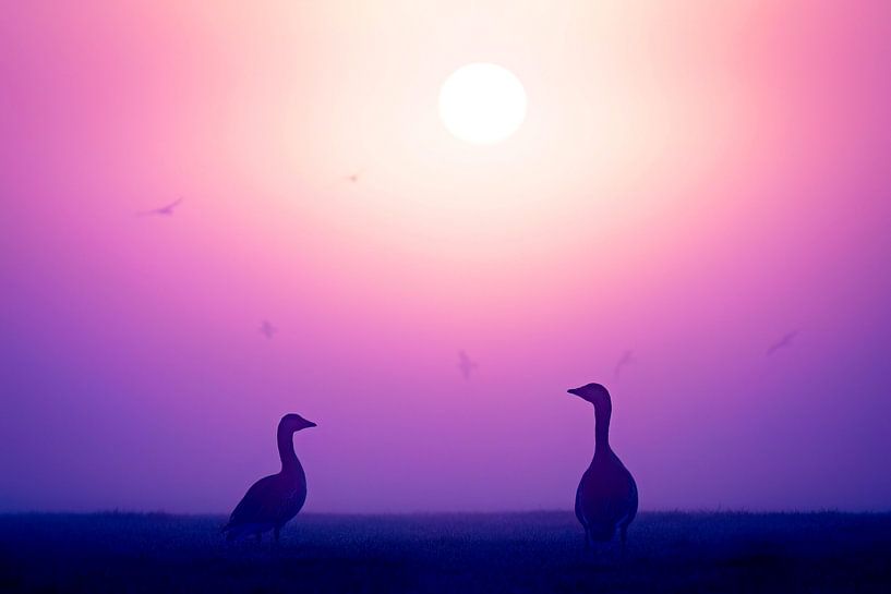 Geese by Sam Mannaerts