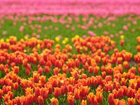 Tulipe