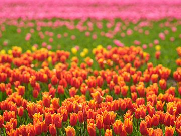 Tulp van Peter Ligtvoet