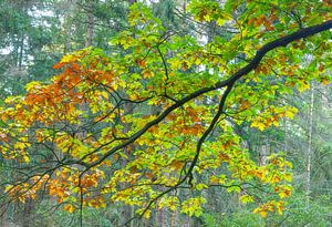 Herfst Nationaal Park Fochteloerveen (Nederland) van Marcel Kerdijk