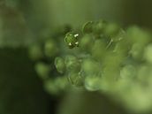 Blätter einer Pflanze von Jefra Creations Miniaturansicht