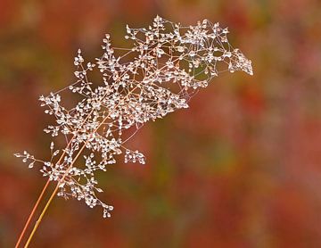 Paso Doble... (Duet met bedauwde grashalmen)