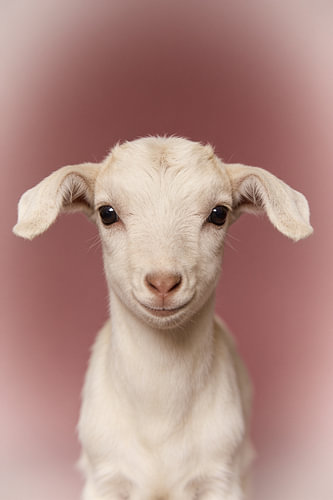 Portrait d'une petite chèvre espiègle – Affiche rose