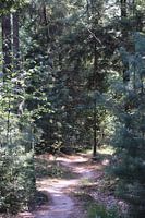 Mountainbike pad in het bos