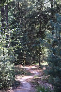 Mountainbike pad in het bos van Bianca en Patrick Penning