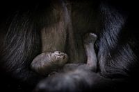 Newborn gorilla baby