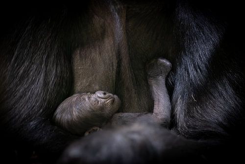 Neugeborenes Gorillababy von Triki Photography
