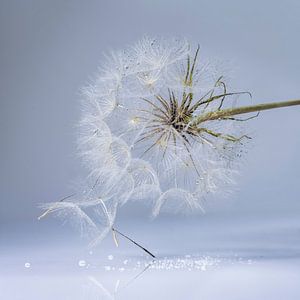 Fluff in einer kühlen Umgebung.