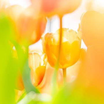Geel/oranje tulpen van Ron van der Stappen