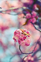prunus