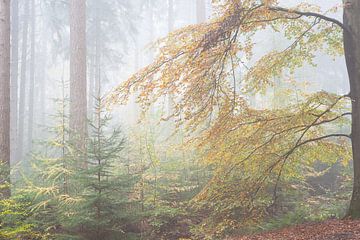 De mist in de herfst in de Zandlaan in Beetsterzwaag Opsterland Friesland