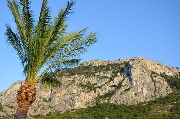 Het rotsachtige maar groene berglandschap aan de Middellandse Zeekust van Spanje met een palmboom op van LuCreator