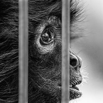 Gefangener Affe von Marian van der Kallen Fotografie