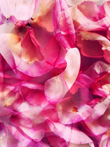 Blütenblätter in zartem Rosa