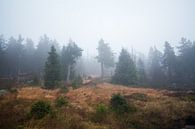 Nebel im Wald van Alena Holtz thumbnail